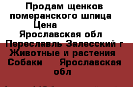Продам щенков померанского шпица › Цена ­ 15 000 - Ярославская обл., Переславль-Залесский г. Животные и растения » Собаки   . Ярославская обл.